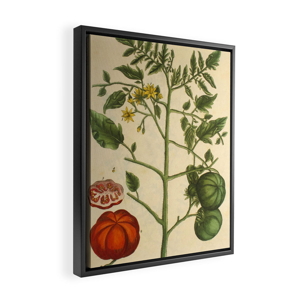 Tomato by Elizabeth Blackwell from "A Curious Herbal," 1737 (benefiting The Nature Conservancy) Framed Canvas Print Gallery Image 2