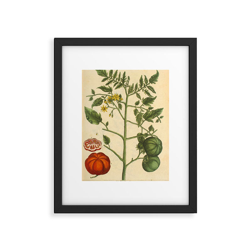 Tomato by Elizabeth Blackwell from "A Curious Herbal," 1737 (benefiting The Nature Conservancy) Framed Art Print Gallery Image 5