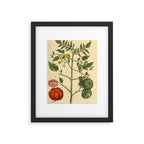 Tomato by Elizabeth Blackwell from "A Curious Herbal," 1737 (benefiting The Nature Conservancy) Framed Art Print Gallery Image 5