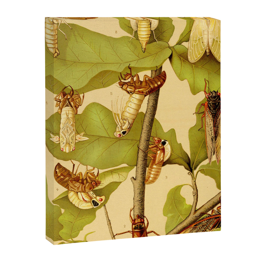 Transformation of Cicada Septemdecim by Lillie Sullivan, 1898 (benefitting The Nature Conservancy) Canvas Print Gallery Image 6
