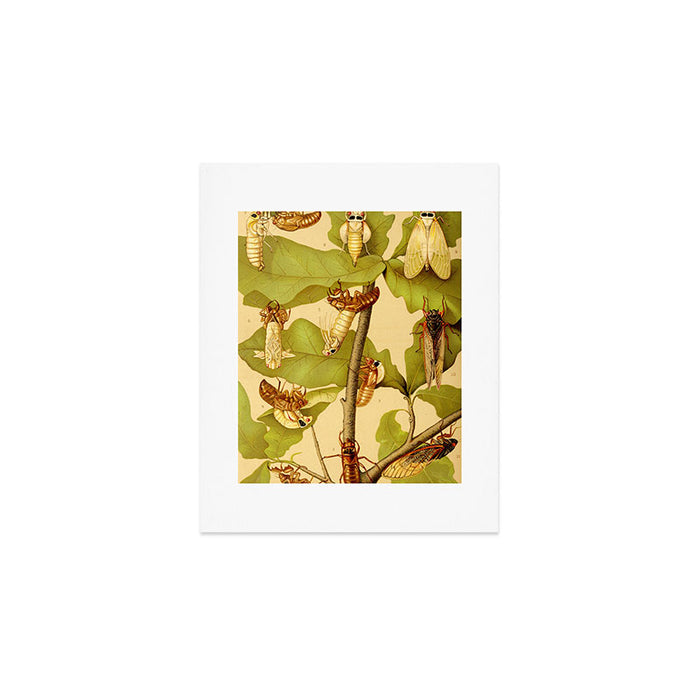 Transformation of Cicada Septemdecim by Lillie Sullivan, 1898 (benefitting The Nature Conservancy) Art Print Gallery Image 1