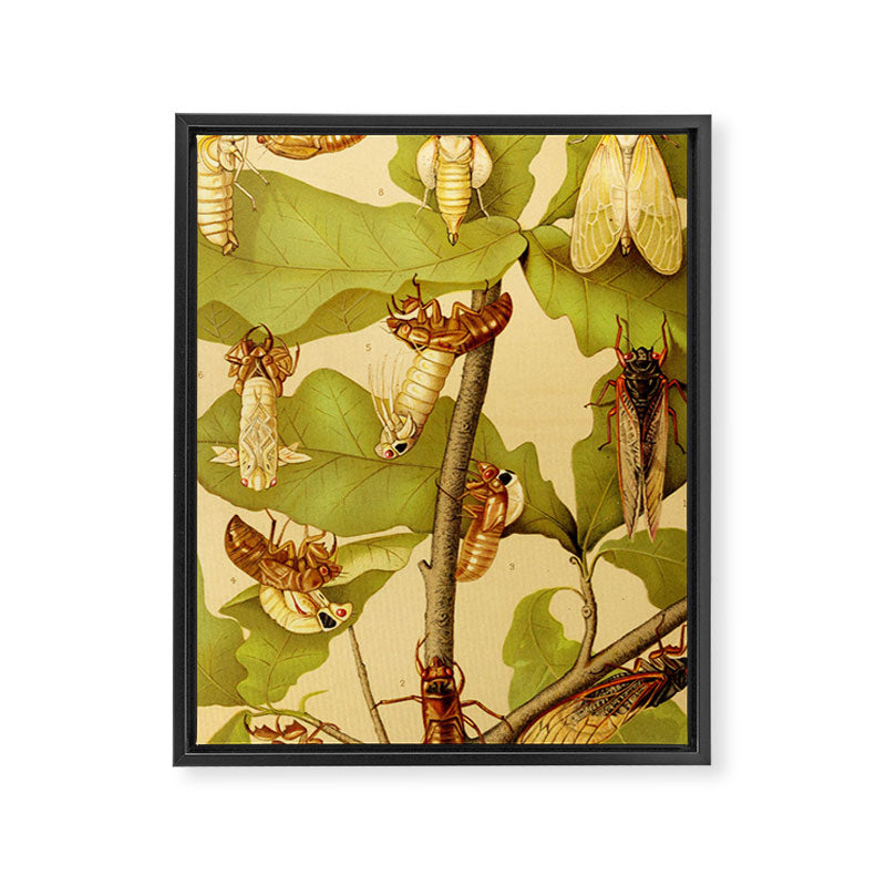 Transformation of Cicada Septemdecim by Lillie Sullivan, 1898 (benefitting The Nature Conservancy) Framed Canvas Print Gallery Image 6