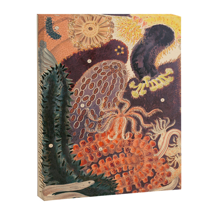 Trepang from âThe Great Barrier Reef of Australiaâ by William Saville Kent, 1893 Canvas Print Gallery Image 1