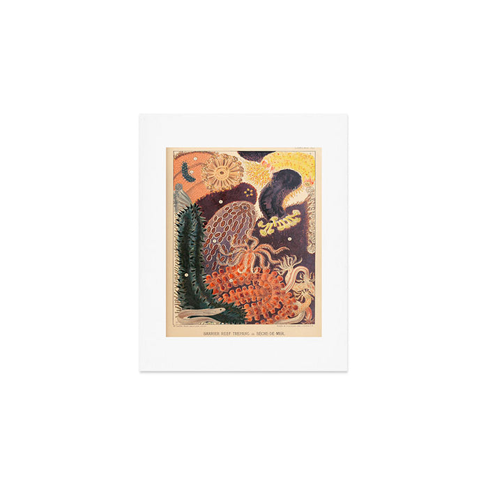 Trepang from âThe Great Barrier Reef of Australiaâ by William Saville Kent, 1893 Art Print Gallery Image 1