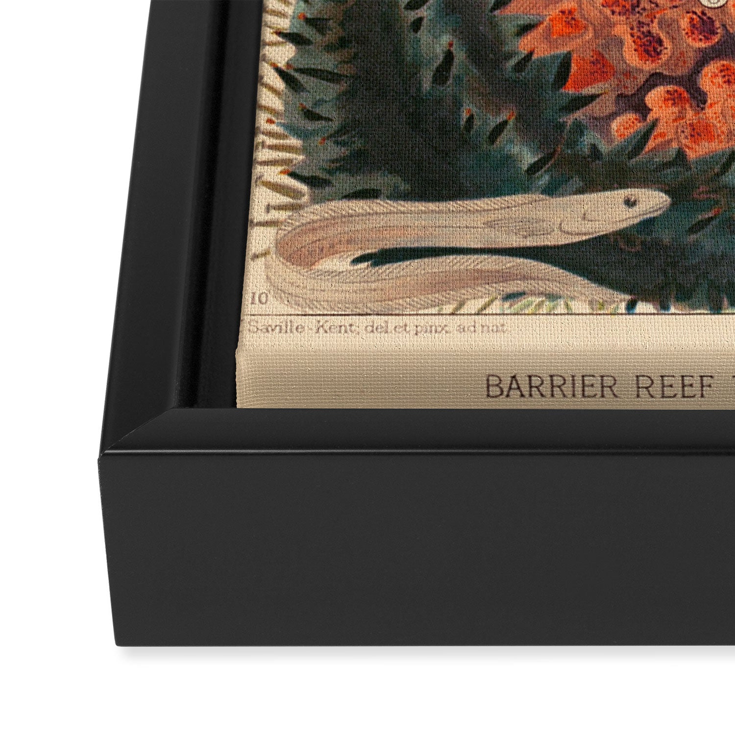 Trepang from âThe Great Barrier Reef of Australiaâ by William Saville Kent, 1893 Framed Canvas Print Gallery Image 3