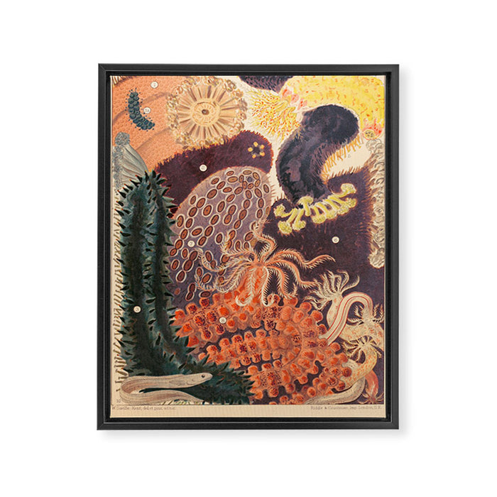 Trepang from âThe Great Barrier Reef of Australiaâ by William Saville Kent, 1893 Framed Canvas Print Gallery Image 1