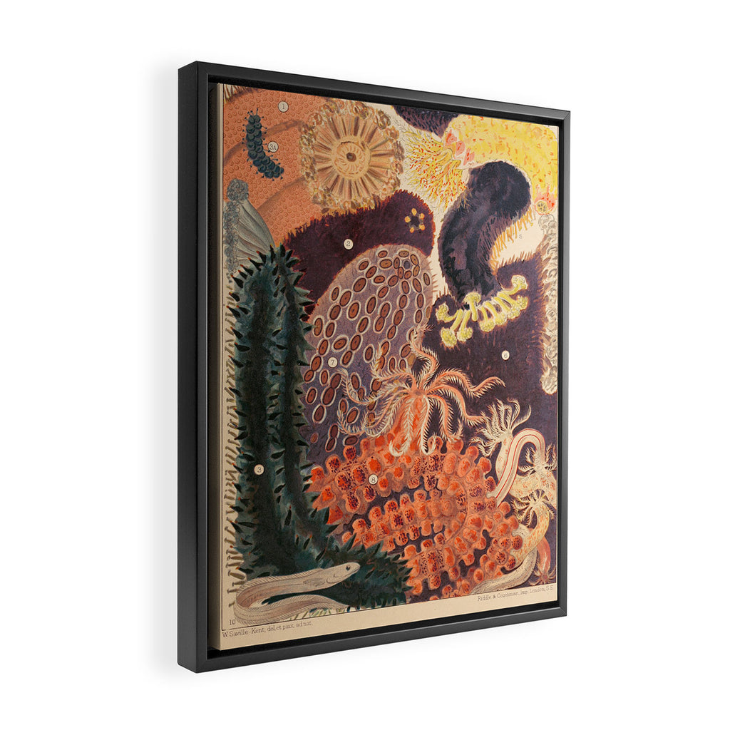 Trepang from âThe Great Barrier Reef of Australiaâ by William Saville Kent, 1893 Framed Canvas Print Gallery Image 2