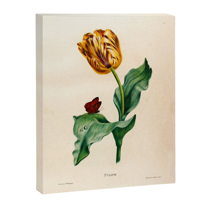 Tulip by Henriette Antoinette Vincent (Madame Vincent), 1820 Canvas Print Gallery Image 1