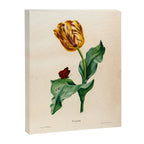 Tulip by Henriette Antoinette Vincent (Madame Vincent), 1820 Canvas Print Gallery Image 6