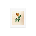 Tulip by Henriette Antoinette Vincent (Madame Vincent), 1820 Art Print Gallery Image 1