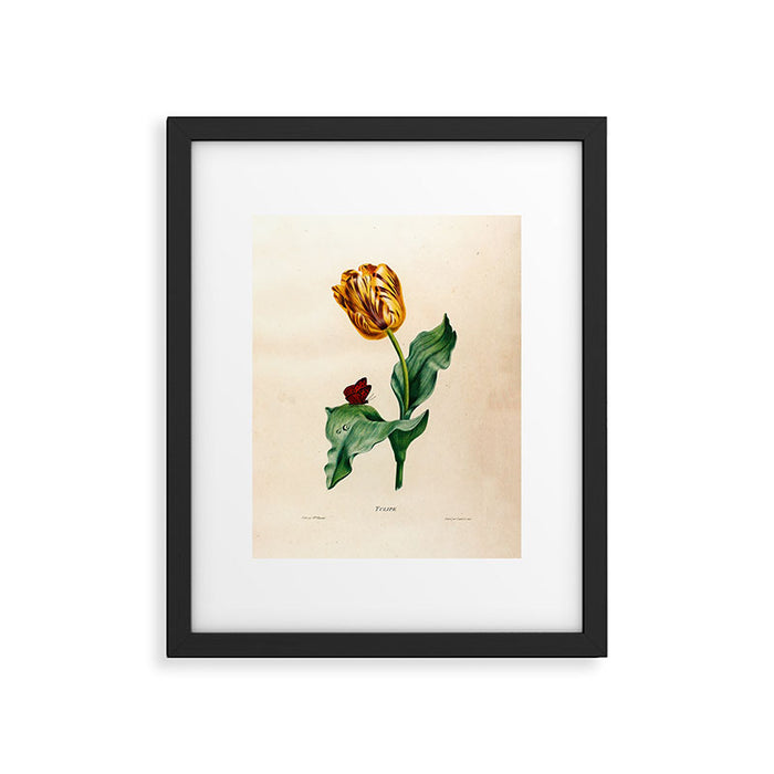 Tulip by Henriette Antoinette Vincent (Madame Vincent), 1820 Framed Art Print Gallery Image 1