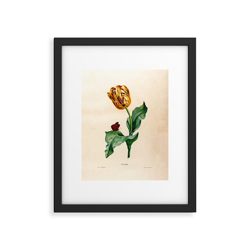 Tulip by Henriette Antoinette Vincent (Madame Vincent), 1820 Framed Art Print Gallery Image 5