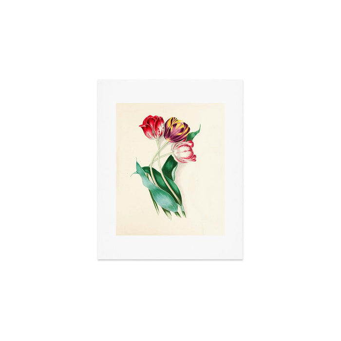 Tulips by Clarissa Munger Badger, "Floral Belles," 1866 (benefitting The Nature Conservancy) Art Print Gallery Image 1