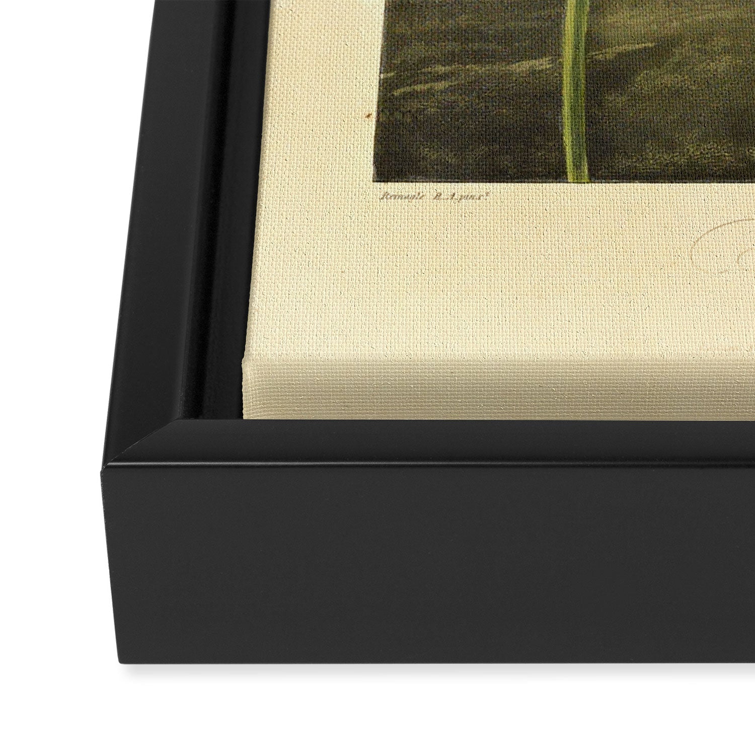 Tulips from "The Temple of Flora," 1812 (benefitting The Nature Conservancy) Framed Canvas Print Gallery Image 3