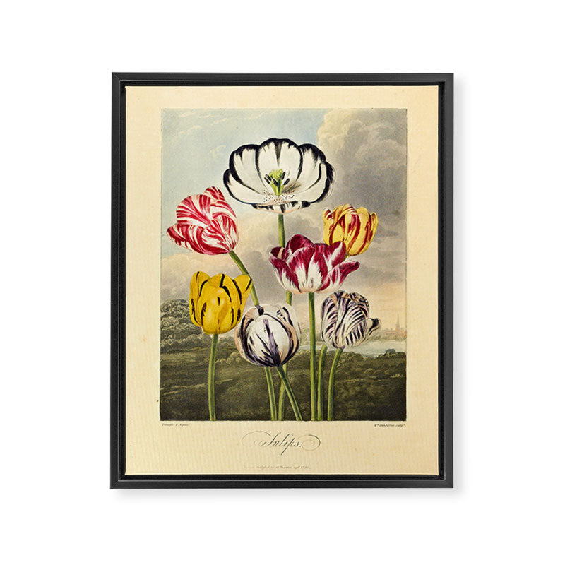 Tulips from "The Temple of Flora," 1812 (benefitting The Nature Conservancy) Framed Canvas Print Gallery Image 6