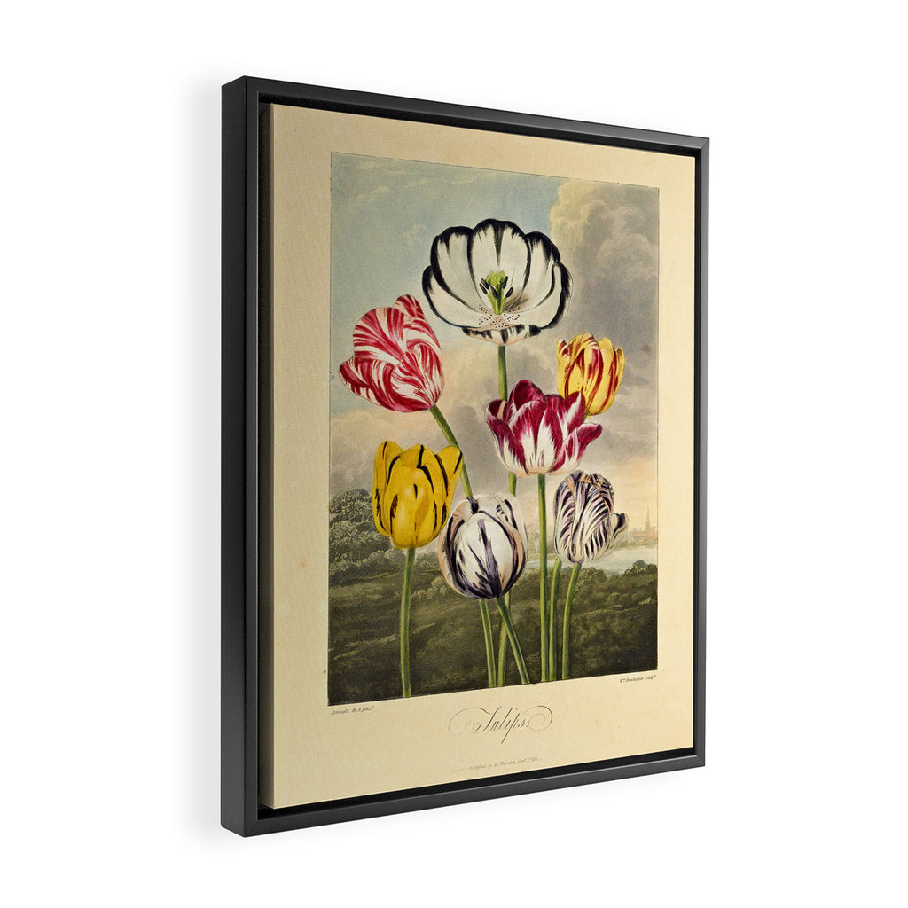 Tulips from "The Temple of Flora," 1812 (benefitting The Nature Conservancy) Framed Canvas Print Gallery Image 2