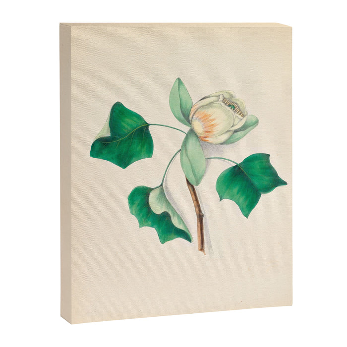 Tulip-tree blossom by Clarissa Munger Badger, 1859 (benefitting The Nature Conservancy) Canvas Print Gallery Image 1