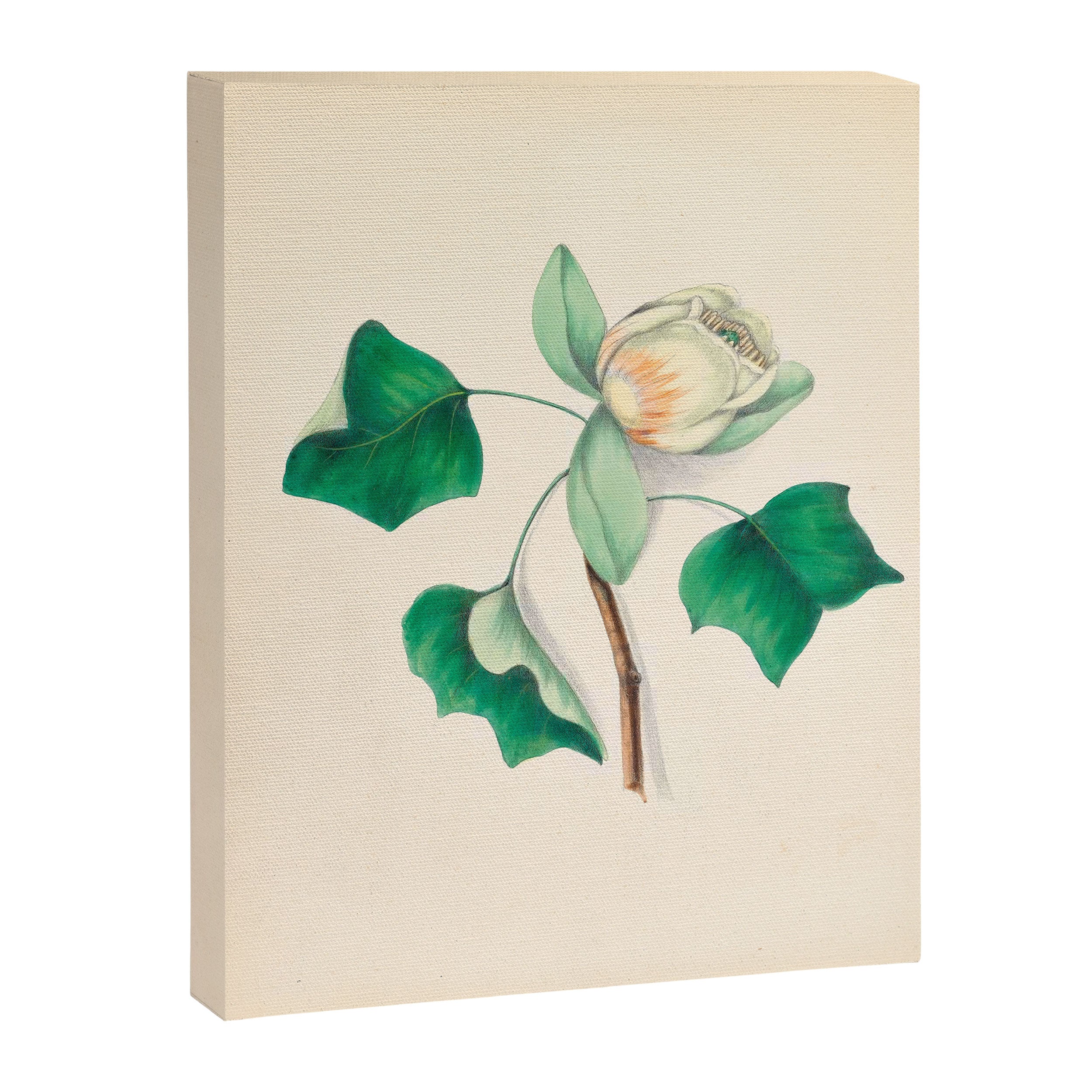 Tulip-tree blossom by Clarissa Munger Badger, 1859 (benefitting The Nature Conservancy) Canvas Print Gallery Image 6