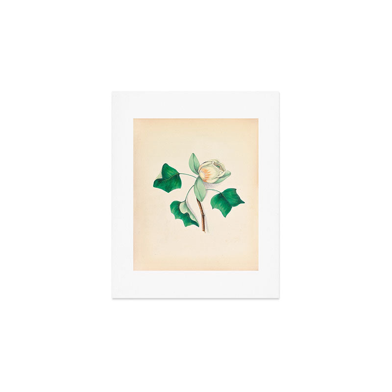 Tulip-tree blossom by Clarissa Munger Badger, 1859 (benefitting The Nature Conservancy) Art Print Gallery Image 1