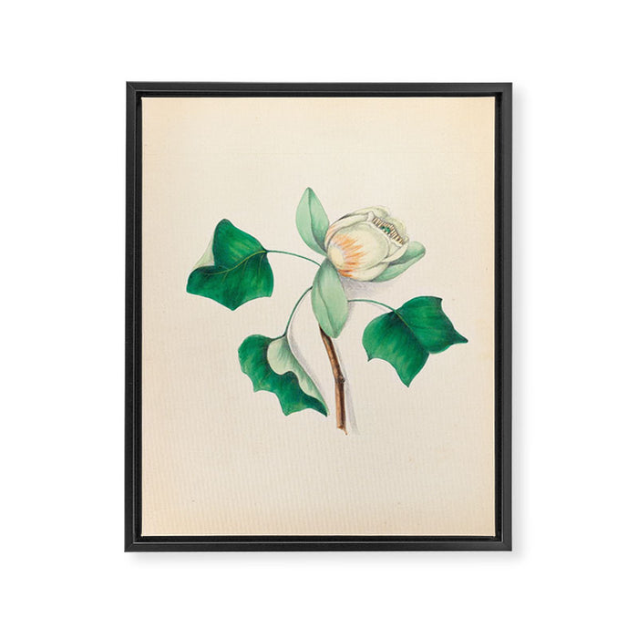 Tulip-tree blossom by Clarissa Munger Badger, 1859 (benefitting The Nature Conservancy) Framed Canvas Print Gallery Image 1