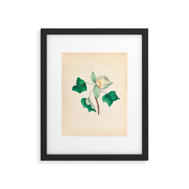 Tulip-tree blossom by Clarissa Munger Badger, 1859 (benefitting The Nature Conservancy) Framed Art Print Gallery Image 5