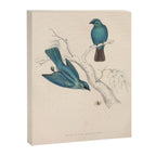 Verditer flycatcher by Elizabeth Gould from "A Century of Birds from the Himalaya Mountains," 1831 Canvas Print Gallery Image 6