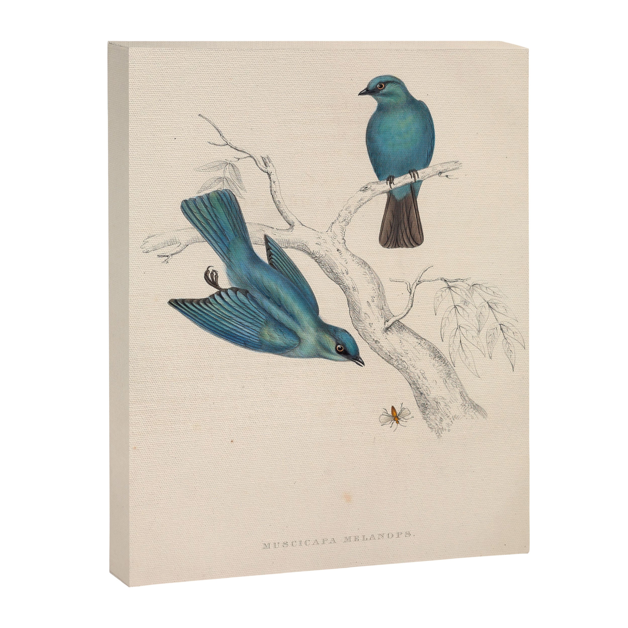 Verditer flycatcher by Elizabeth Gould from "A Century of Birds from the Himalaya Mountains," 1831 Canvas Print Gallery Image 6