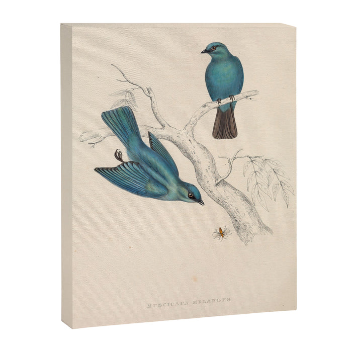 Verditer flycatcher by Elizabeth Gould from "A Century of Birds from the Himalaya Mountains," 1831 Canvas Print Gallery Image 1