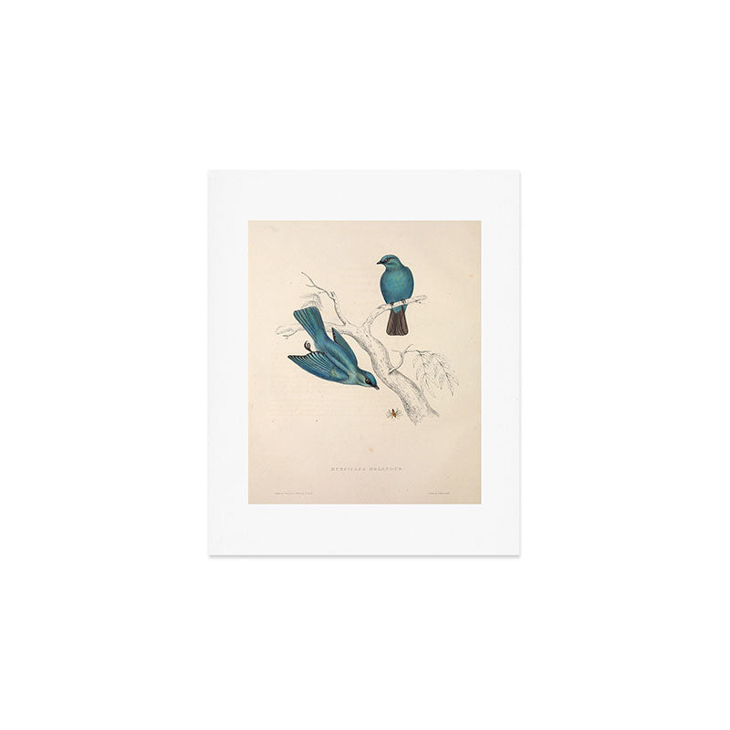 Verditer flycatcher by Elizabeth Gould from "A Century of Birds from the Himalaya Mountains," 1831 Art Print Gallery Image 1