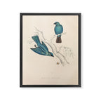 Verditer flycatcher by Elizabeth Gould from "A Century of Birds from the Himalaya Mountains," 1831 Framed Canvas Print Gallery Image 6