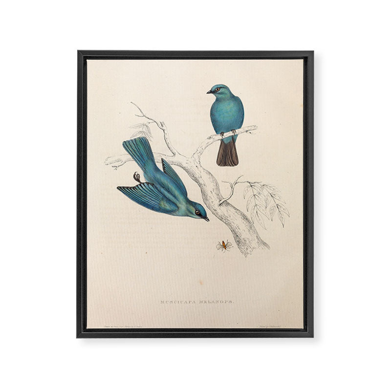 Verditer flycatcher by Elizabeth Gould from "A Century of Birds from the Himalaya Mountains," 1831 Framed Canvas Print Gallery Image 6