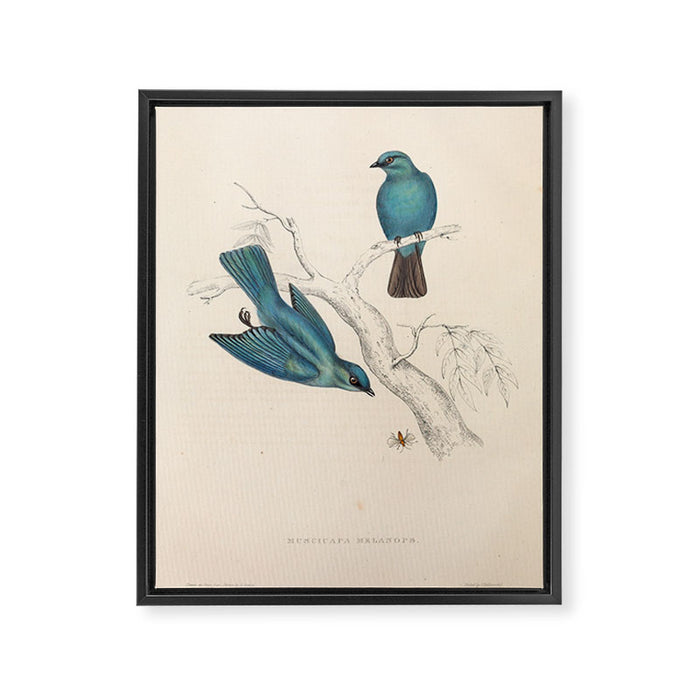 Verditer flycatcher by Elizabeth Gould from "A Century of Birds from the Himalaya Mountains," 1831 Framed Canvas Print Gallery Image 1