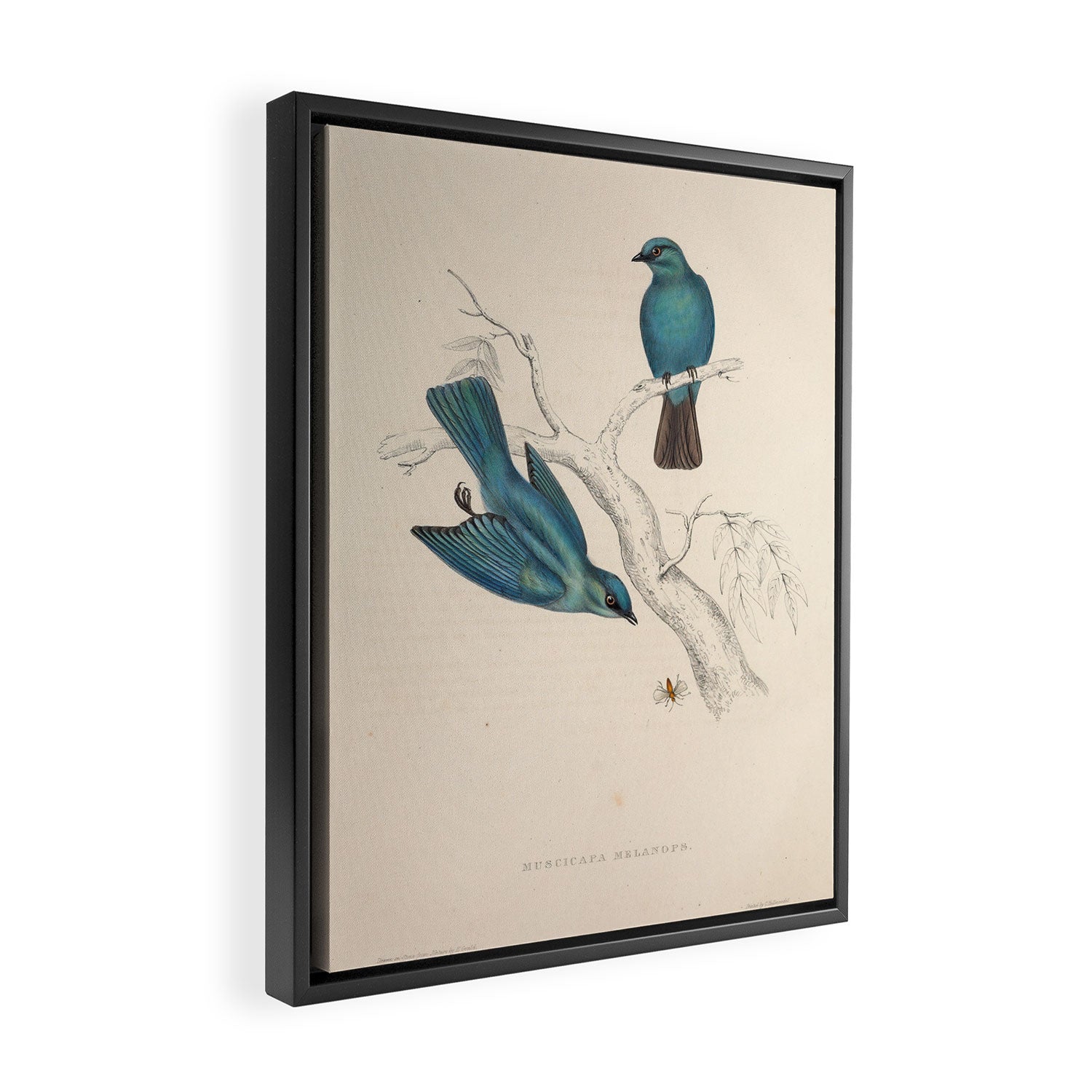 Verditer flycatcher by Elizabeth Gould from "A Century of Birds from the Himalaya Mountains," 1831 Framed Canvas Print Gallery Image 2