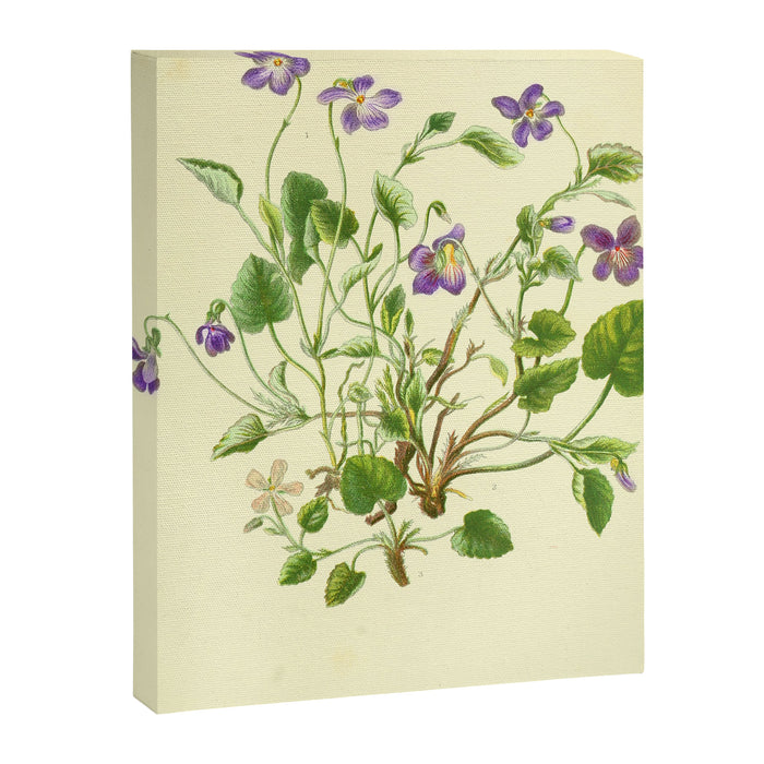 Violet by Anne Pratt, 1800s (benefitting The Nature Conservancy) Canvas Print Gallery Image 1