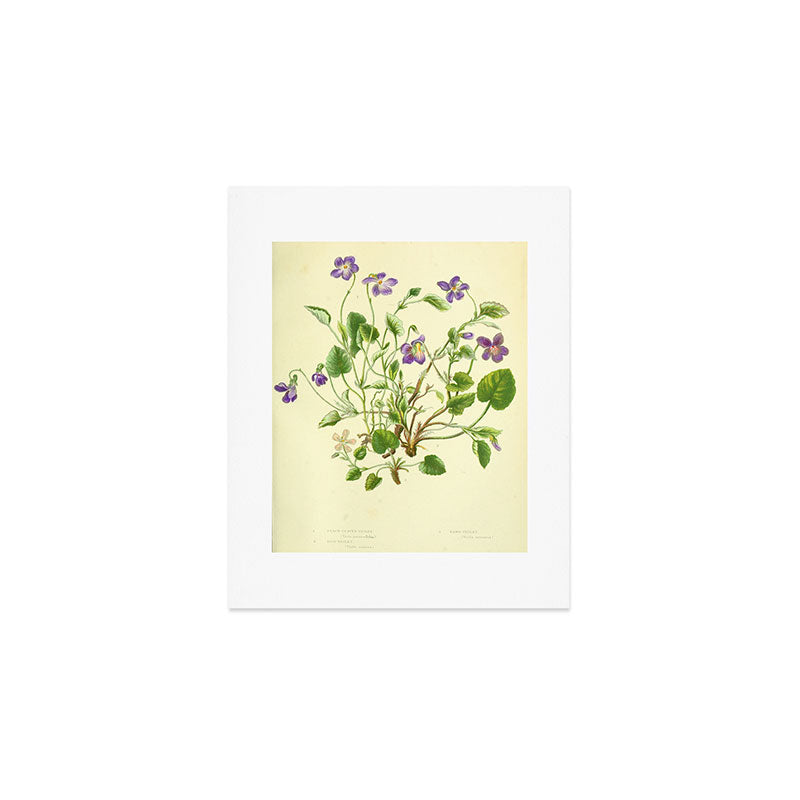 Violet by Anne Pratt, 1800s (benefitting The Nature Conservancy) Art Print Gallery Image 1