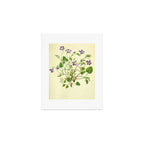 Violet by Anne Pratt, 1800s (benefitting The Nature Conservancy) Art Print Gallery Image 1