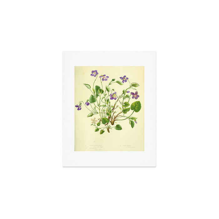 Violet by Anne Pratt, 1800s (benefitting The Nature Conservancy) Art Print Gallery Image 1