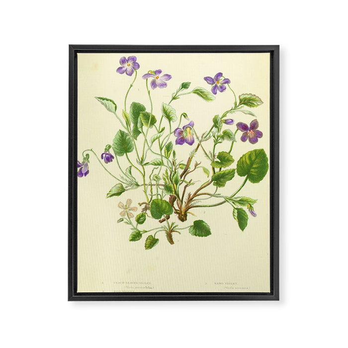 Violet by Anne Pratt, 1800s (benefitting The Nature Conservancy) Framed Canvas Print Gallery Image 1