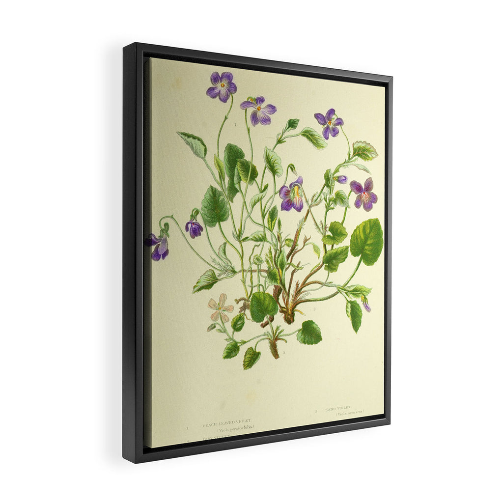 Violet by Anne Pratt, 1800s (benefitting The Nature Conservancy) Framed Canvas Print Gallery Image 2