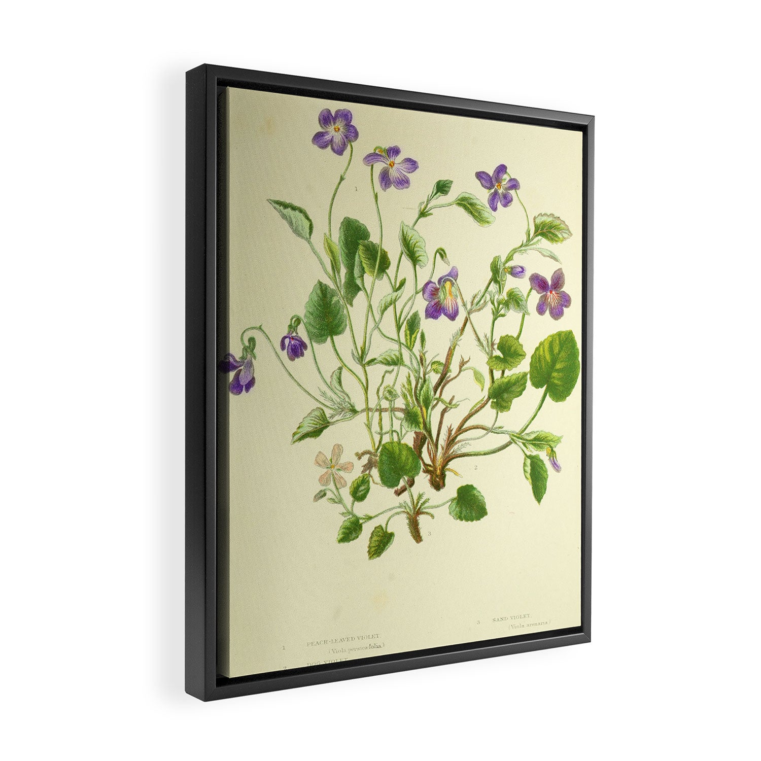 Violet by Anne Pratt, 1800s (benefitting The Nature Conservancy) Framed Canvas Print Gallery Image 2