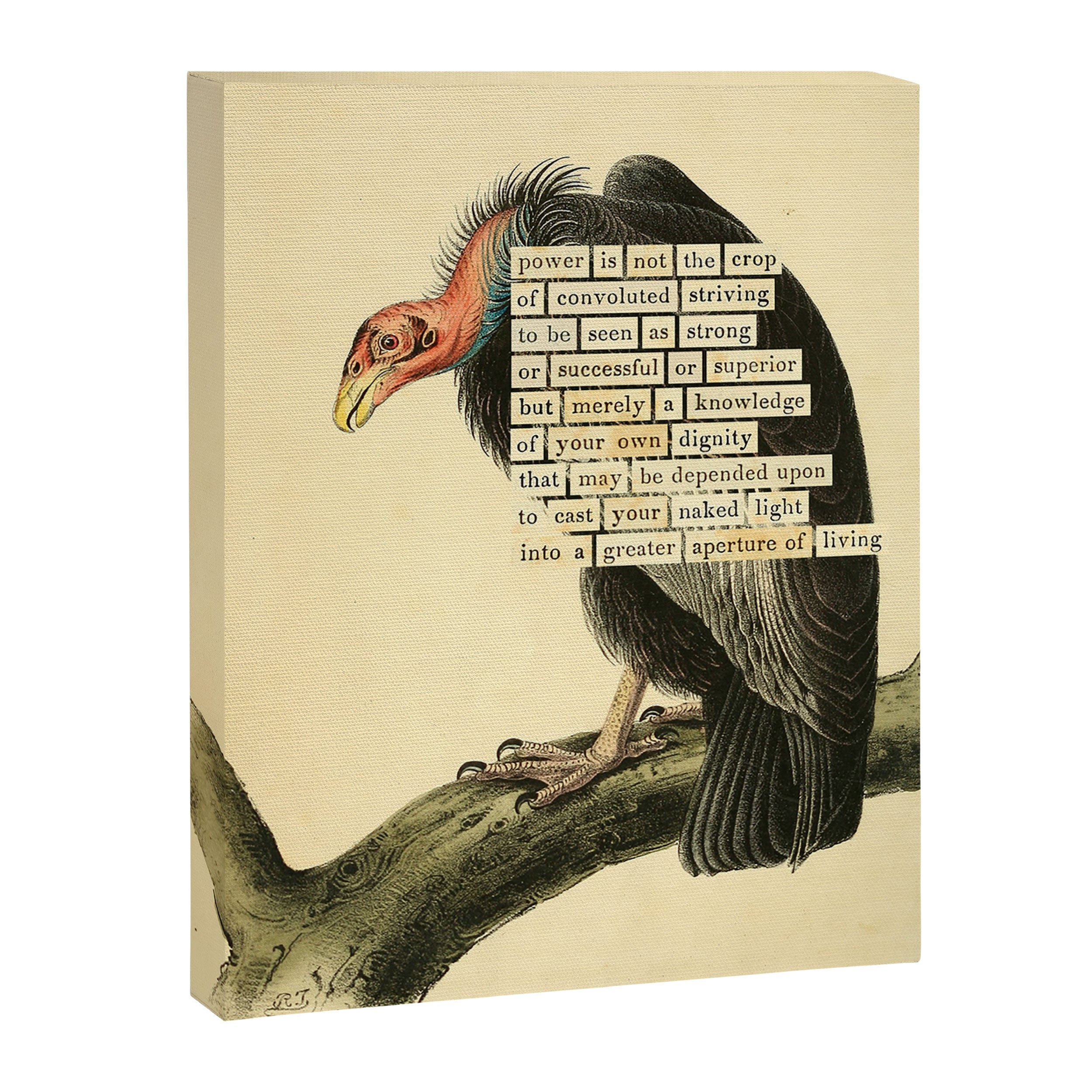 Vulture Divination from # An Almanac of Birds # Divinations for Uncertain Days Canvas Print Gallery Image 6