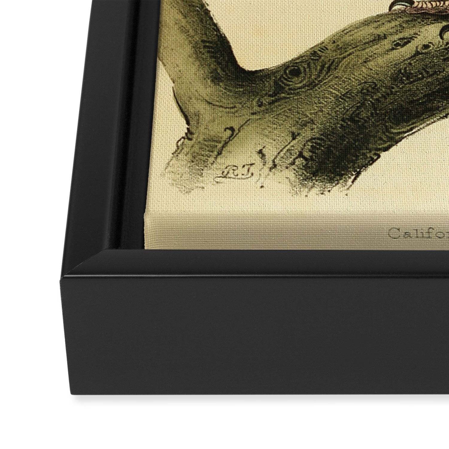 Vulture Divination from # An Almanac of Birds # Divinations for Uncertain Days Framed Canvas Print Gallery Image 3