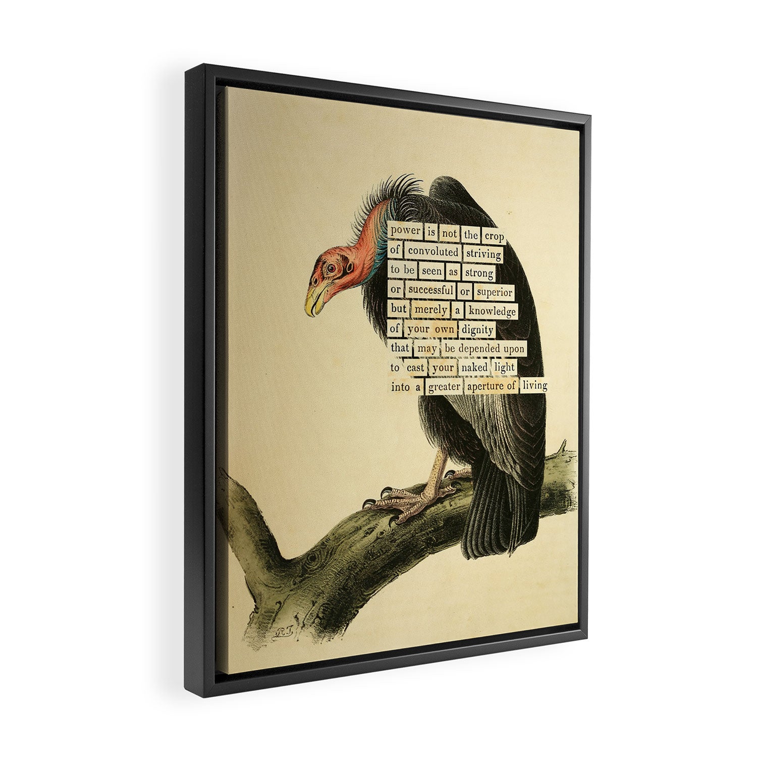 Vulture Divination from # An Almanac of Birds # Divinations for Uncertain Days Framed Canvas Print Gallery Image 2