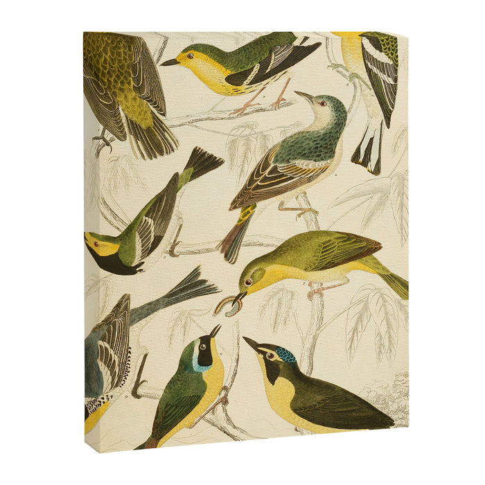 Warblers from The Edinburgh Journal, 1835 (benefitting The Nature Conservancy) Canvas Print Gallery Image 1