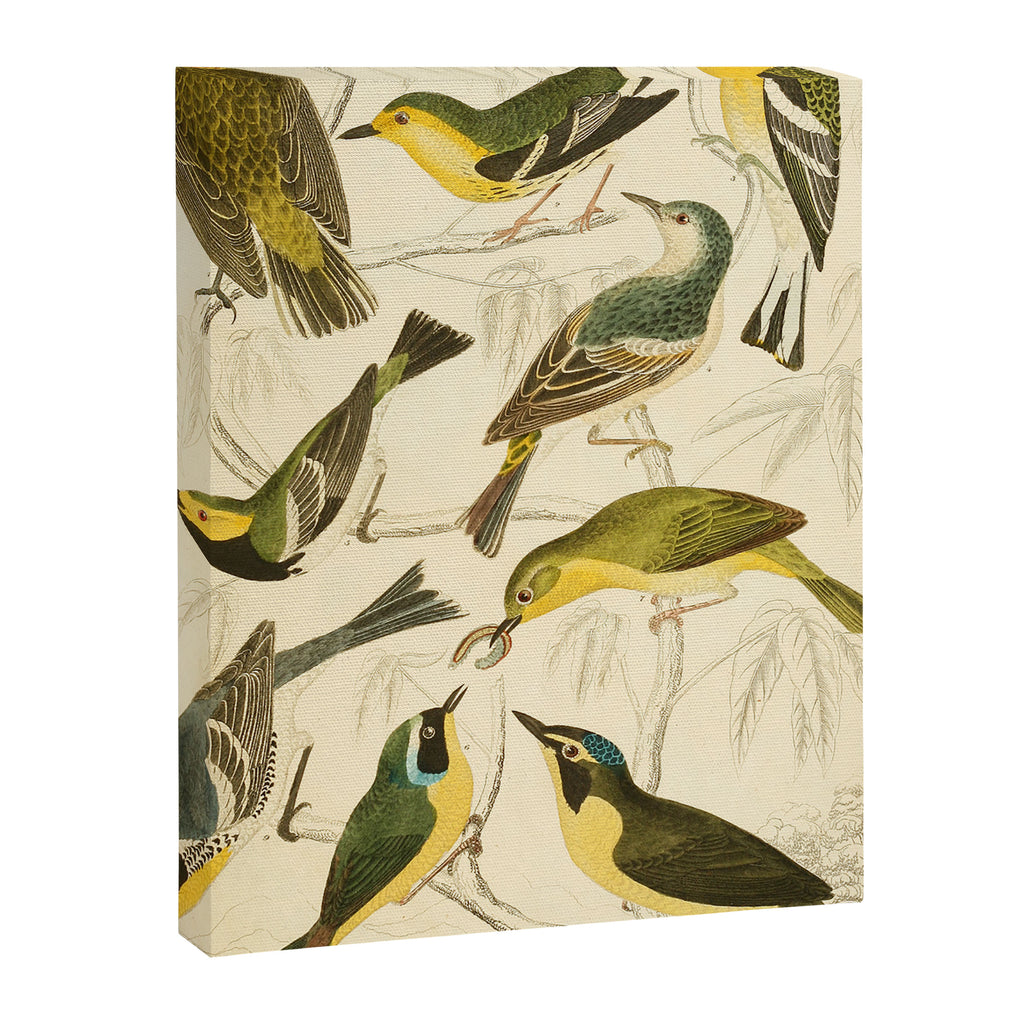 Warblers from The Edinburgh Journal, 1835 (benefitting The Nature Conservancy) Canvas Print Gallery Image 6
