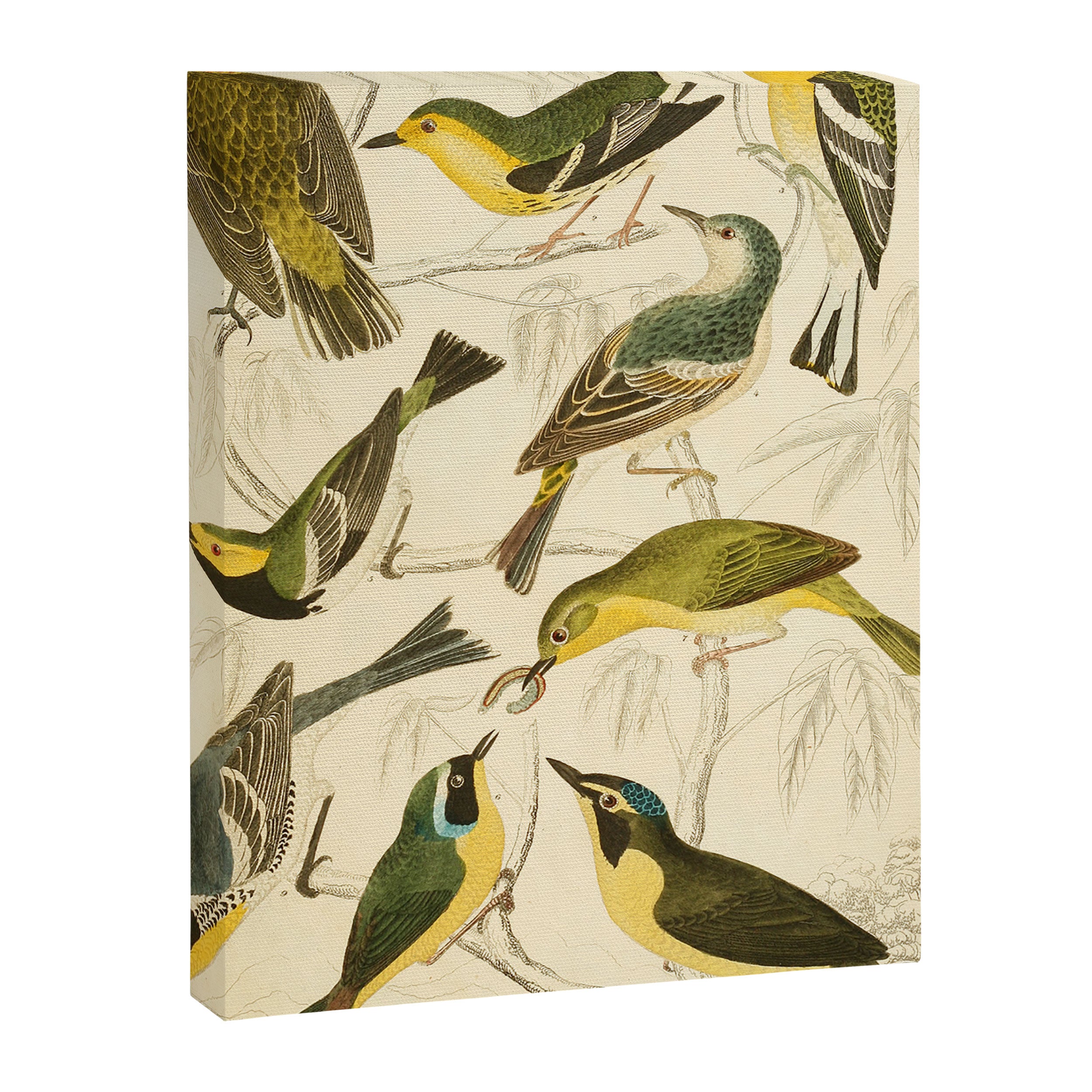 Warblers from The Edinburgh Journal, 1835 (benefitting The Nature Conservancy) Canvas Print Gallery Image 6