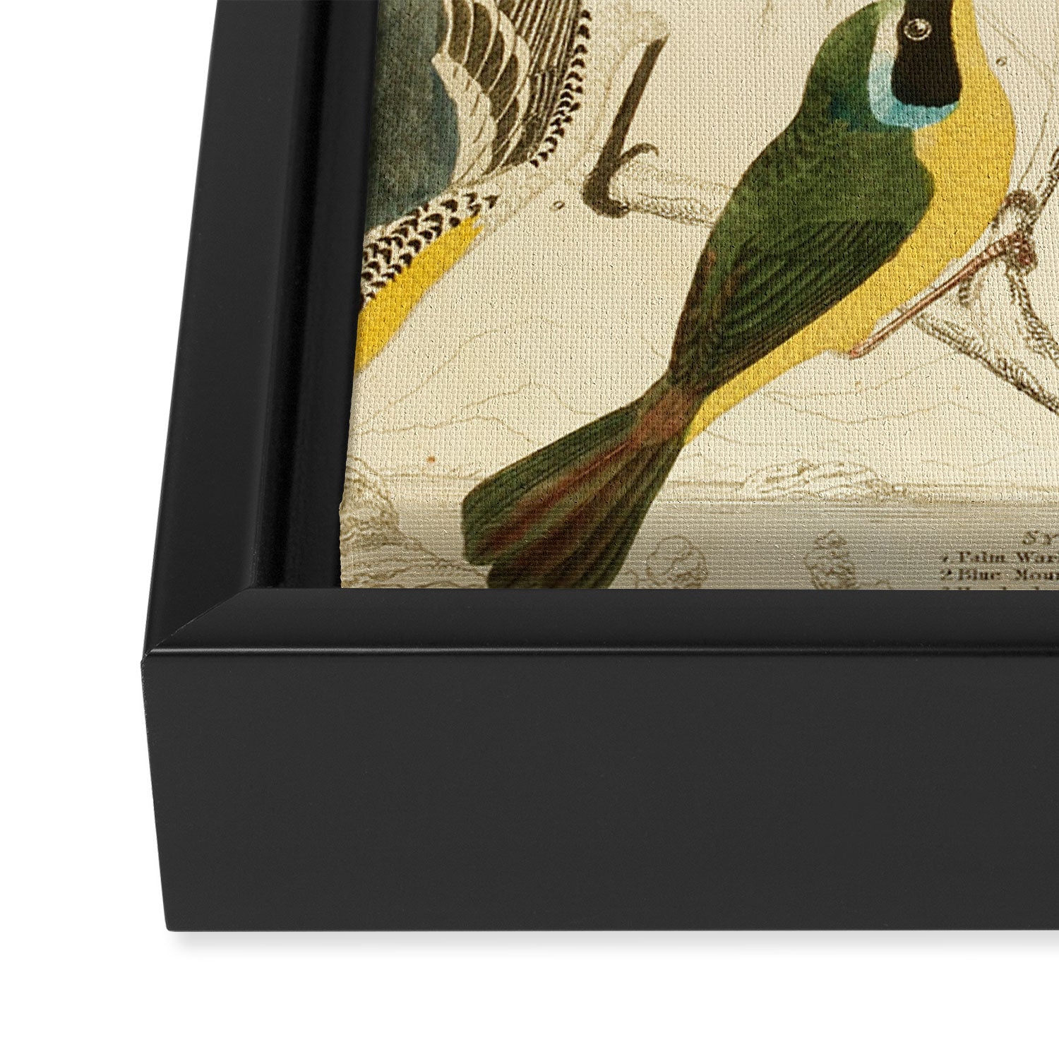 Warblers from The Edinburgh Journal, 1835 (benefitting The Nature Conservancy) Framed Canvas Print Gallery Image 3