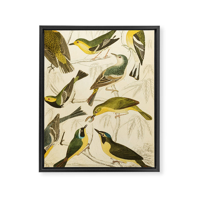 Warblers from The Edinburgh Journal, 1835 (benefitting The Nature Conservancy) Framed Canvas Print Gallery Image 1