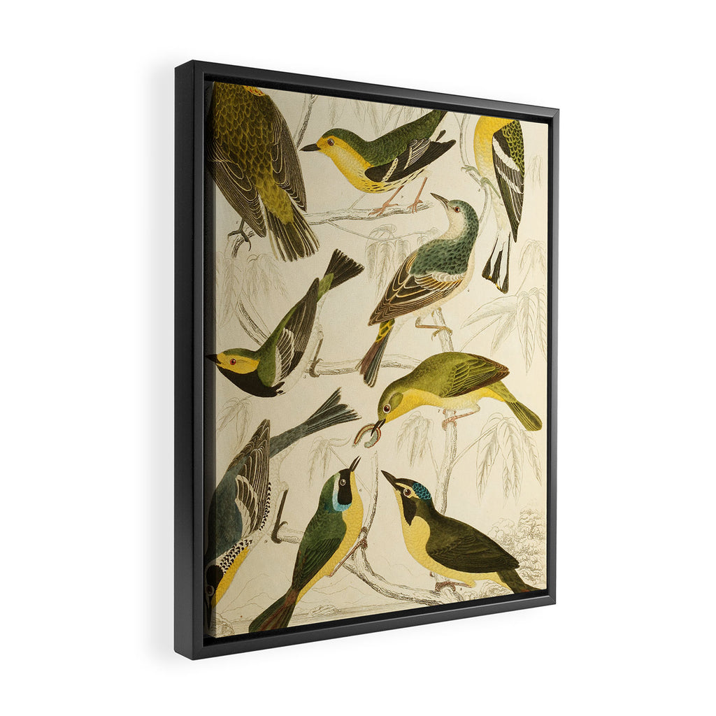 Warblers from The Edinburgh Journal, 1835 (benefitting The Nature Conservancy) Framed Canvas Print Gallery Image 2