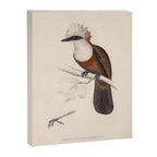 White-crested laughingthrush by Elizabeth Gould, 1831 Canvas Print Gallery Image 6